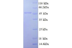 SDS-PAGE (SDS) image for Ephrin A1 (EFNA1) (AA 18-182) protein (GST tag) (ABIN5709443) (Ephrin A1 Protein (EFNA1) (AA 18-182) (GST tag))