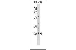Western blot analysis of LY6G6F / C6orf21 Antibody (N-term) in HL-60 cell line lysates (35ug/lane). (LY6G6F antibody  (N-Term))
