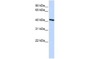 Western Blotting (WB) image for anti-Tropomodulin 3 (TMOD3) antibody (ABIN2459847) (TMOD3 antibody)