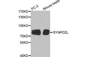 Western Blotting (WB) image for anti-Synaptopodin 2-Like (SYNPO2L) antibody (ABIN1875591) (SYNPO2L antibody)
