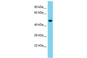 Host: Rabbit Target Name: Nle1 Sample Type: Mouse Brain lysates Antibody Dilution: 1. (NLE1 antibody  (C-Term))