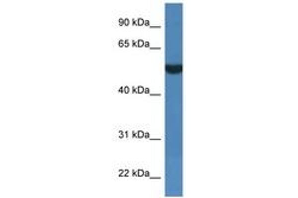 FSD1L Antikörper  (AA 328-377)