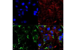Immunocytochemistry/Immunofluorescence analysis using Mouse Anti-SNAT1 Monoclonal Antibody, Clone S104-32 (ABIN2482523). (SLC38A1 antibody  (AA 1-63) (PerCP))