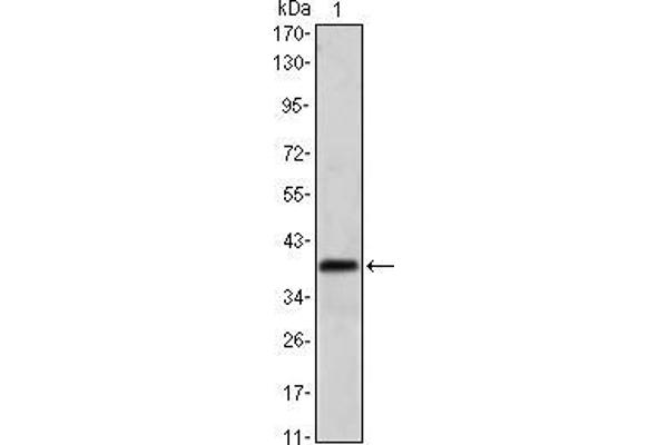 MSI1 antibody