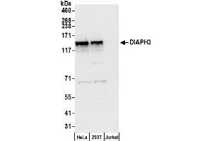 anti-Diaphanous Homolog 3 (Drosophila) (DIAPH3) (AA 1143-1193) antibody