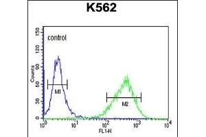 UPK1B Antibody (Center) (ABIN653680 and ABIN2843007) flow cytometric analysis of K562 cells (right histogram) compared to a negative control (left histogram).