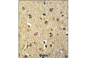 Formalin-fixed and paraffin-embedded human brain reacted with NKRF Antibody , which was peroxidase-conjugated to the secondary antibody, followed by DAB staining.