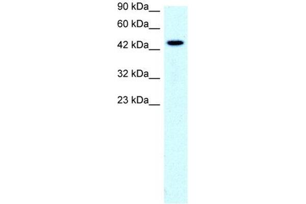 SLC17A2 antibody