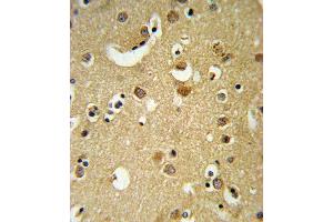 GABRA2 Antibody (C-term) (ABIN653245 and ABIN2842770) IHC analysis in formalin fixed and paraffin embedded brain tissue followed by peroxidase conjugation of the secondary antibody and DAB staining. (GABRA2 antibody  (C-Term))