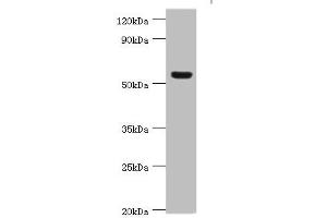 Western blot All lanes: Vitronectin antibody at 12 μg/mL + HepG2 whole cell lysate Secondary Goat polyclonal to rabbit IgG at 1/10000 dilution Predicted band size: 54 kDa Observed band size: 54 kDa (Vitronectin antibody  (AA 364-478))