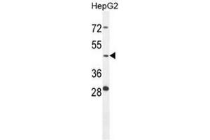 CTSA Antibody (N-term) western blot analysis in HepG2 cell line lysates (35µg/lane). (CTSA antibody  (N-Term))