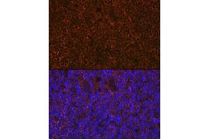 Immunofluorescence analysis of rat thymus using CD27 Rabbit mAb (ABIN7266175) at dilution of 1:100 (40x lens). (CD27 antibody)