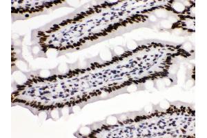 Anti-KAP1 Picoband antibody, IHC(P) IHC(P): Rat Intestine Tissue (KAP1 antibody  (AA 699-835))