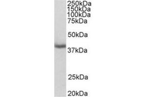 Image no. 1 for anti-Mortality Factor 4 Like 1 (MORF4L1) (N-Term) antibody (ABIN487997) (MORF4L1 antibody  (N-Term))