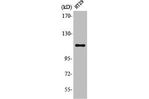 Western Blot analysis of HT29 cells using Lfc Polyclonal Antibody (ARHGEF2 antibody)