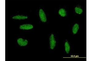 Immunofluorescence of purified MaxPab antibody to ZNF383 on HepG2 cell. (ZNF383 antibody  (AA 1-475))