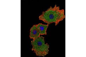 Fluorescent confocal image of MCF-7 cell stained with SMAD9 Antibody . (SMAD9 antibody  (AA 200-228))