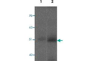 Western blot analysis of FBXL16 in human spleen tissue lysate with FBXL16 polyclonal antibody  at 0.