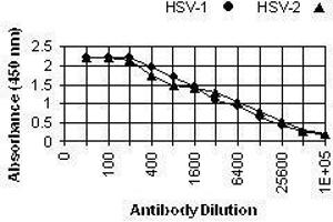 ELISA image for anti-Herpes Simplex Virus ICP5 (HSV ICP5) antibody (ABIN265570) (HSV ICP5 antibody)