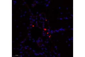 Immunofluorescence of paraffin embedded mouse brain using Enfb3 (ABIN7073845) at dilution of 1: 600 (250x lens) (Ephrin B3 antibody)