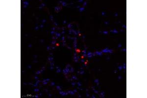 Immunofluorescence of paraffin embedded mouse brain using Enfb3 (ABIN7073845) at dilution of 1: 600 (250x lens)