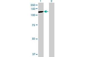 PCDHgA10 antibody  (AA 1-850)