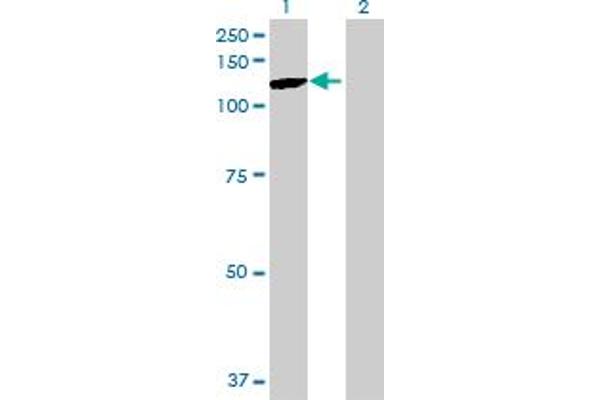 PCDHgA10 antibody  (AA 1-850)