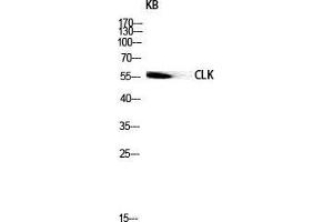 Western Blot (WB) analysis of KB lysis using CLK1 antibody. (CLK1 antibody  (Internal Region))