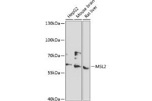 Western blot analysis of extracts of various cell lines, using MSL2 antibody (ABIN6133171, ABIN6144069, ABIN6144070 and ABIN6216970) at 1:3000 dilution. (MSL2 antibody  (AA 328-577))