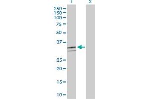 Western Blot analysis of CD46 expression in transfected 293T cell line by CD46 MaxPab polyclonal antibody. (CD46 antibody  (AA 1-384))