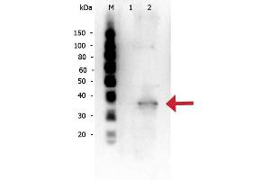 Rabbit anti-Mcl-1 WB Western Blot of Rabbit anti-Mcl-1 antibody. (MCL-1 antibody  (Internal Region))