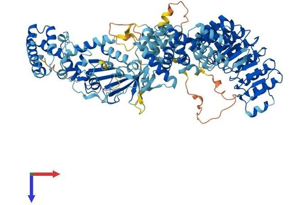 NOD1 Protein (AA 1-953) (His tag)