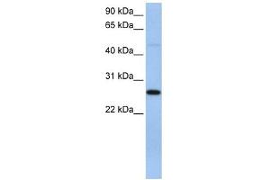 EIF4H antibody used at 1 ug/ml to detect target protein.
