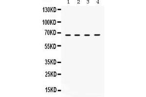 Anti- STXBP2 Picoband antibody, Western blottingAll lanes: Anti STXBP2  at 0.