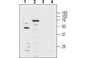 Western blot analysis of human Jurkat T cell leukemia cell lysate (lanes 1 and 3) and mouse brain lysate (lanes 2 and 4): - 1-2. (KCNA3 antibody  (Extracellular) (Biotin))
