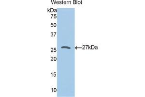 Western blot analysis of the recombinant protein. (Peroxiredoxin 3 antibody  (AA 5-233))