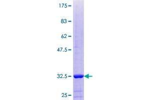 Thymosin beta 15a (TMSB15A) (AA 1-45) protein (GST tag)