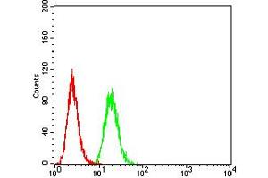Flow cytometric analysis of Hela cells using CTNNB1 mouse mAb (green) and negative control (red). (CTNNB1 antibody  (AA 1-100))