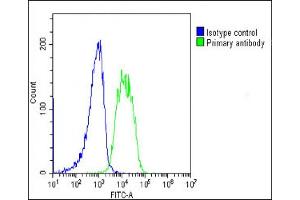Overlay histogram showing SH-SY5Y cells stained with ABIN653897(green line). (AMH antibody  (AA 424-451))