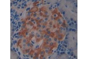 Figure. (Annexin IV antibody  (AA 36-157))