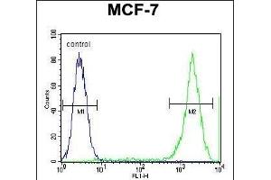 PCDH20 Antibody (Center) (ABIN655602 and ABIN2845086) flow cytometric analysis of MCF-7 cells (right histogram) compared to a negative control cell (left histogram). (PCDH20 antibody  (AA 445-472))