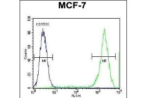 PCDH20 Antibody (Center) (ABIN655602 and ABIN2845086) flow cytometric analysis of MCF-7 cells (right histogram) compared to a negative control cell (left histogram). (PCDH20 antibody  (AA 445-472))