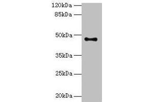 Western blot All lanes: AADACL2 antibody at 2 μg/mL + PC-3 whole cell lysate Secondary Goat polyclonal to rabbit IgG at 1/10000 dilution Predicted band size: 47, 6 kDa Observed band size: 47 kDa (AADACL2 antibody  (AA 203-401))