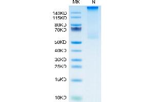 Cynomolgus HLA-G Complex Tetramer on Tris-Bis PAGE under Non reducing (N) condition. (HLAG Protein (Tetramer) (HLA-G))