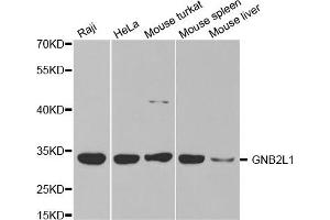Western Blotting (WB) image for anti-Guanine Nucleotide Binding Protein (G Protein), beta Polypeptide 2-Like 1 (GNB2L1) antibody (ABIN1872850) (GNB2L1 antibody)