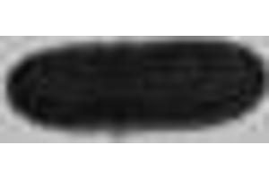 Western blot analysis of Recombinant S1-Tag Protein with S1-Tag Mouse mAb diluted at 1:5,000. (S1-Tag antibody)
