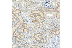 Immunohistochemistry of paraffin-embedded mouse kidney using CNTN4 Rabbit mAb (ABIN7266495) at dilution of 1:100 (40x lens).