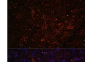 Immunofluorescence analysis of Mouse brain using FSTL5 Polyclonal Antibody at dilution of 1:100. (FSTL5 antibody)