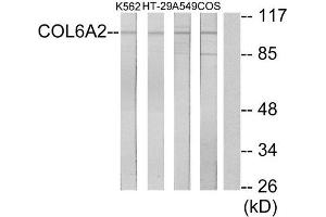 Western Blotting (WB) image for anti-Collagen, Type VI, alpha 2 (COL6A2) (Internal Region) antibody (ABIN1850294) (COL6A2 antibody  (Internal Region))
