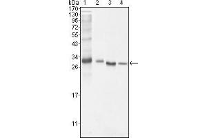 Western blot analysis using BCL10 mouse mAb against NIH/3T3 (1), Hela (2), MCF-7 (3) and Jurkat (4) cell lysate.